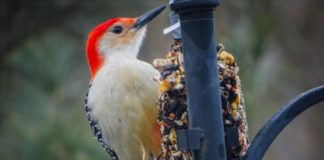 What You Can Do To Save The Birds This Winter