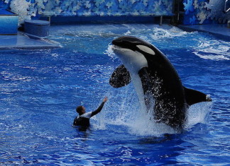 It’s About Time SeaWorld Decided To Stop Breeding Killer Whales