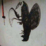 Capture