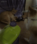 Cat annoyed by dog