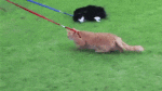 Cat being dragged