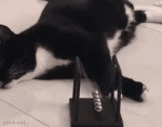 Cat bored