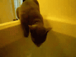 Cat falling in tub