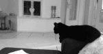 Cat high-fiving