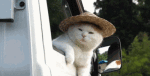 Cat in hat