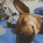 Cat poking dog