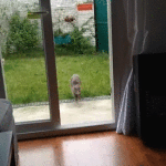 Cat running and falling
