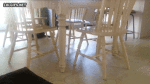Cat scooting around the table