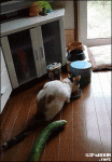Cat surprised