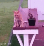 Cat tanning