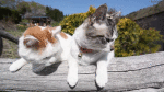 Cats sleeping outside