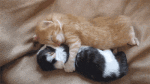 Cutest-Kittens-12-2