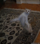 Dancing cat