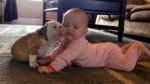 Funny-baby-dog