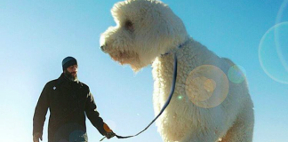 This Guy Photoshops His Dog Into A Giant And It’s Priceless