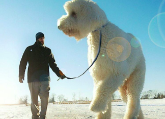 This Guy Photoshops His Dog Into A Giant And It’s Priceless