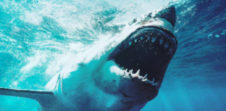 5 Things You Need To Remember During Shark Week