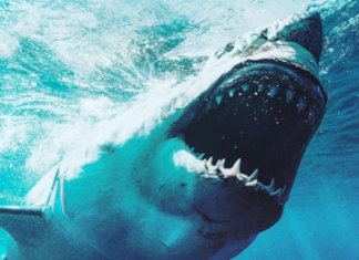5 Things You Need To Remember During Shark Week
