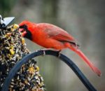 bird