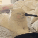 cat makeup_2