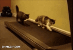 cat treadmill