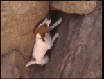 exercise dog