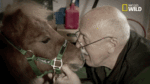 giphy-3