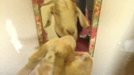 giphy (4)