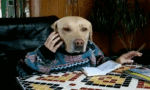 giphy (5)