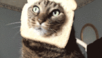 giphy-7
