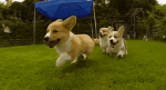 giphy