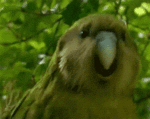 giphy-8