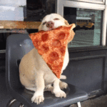 giphy-downsized-large