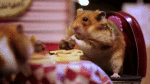 hamster vday