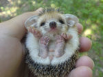 hedgehog
