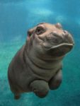hippo