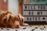 First Date With Dogs