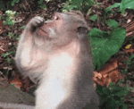 nosepickmonkey