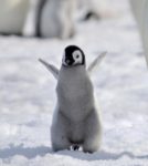 penguin