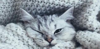 This Quiz Will Tell You Exactly What Kind Of Pet You Would Be