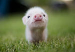 pig