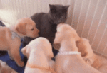 puppies and cat