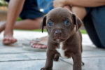 puppy