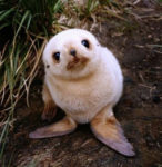 seal