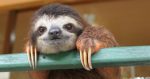 sloth