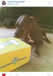 surprisemypet