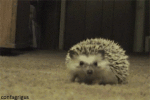 tumblr_n2ylixtyI11s0hia6o1_400
