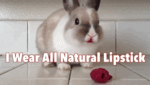 tumblr_n5l6gb8xa41qb2u78o1_500