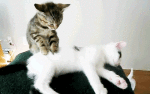 tumblr_nb5314Cxtd1tnems2o2_500