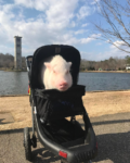 what pet are you